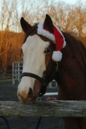 Red in santa hat