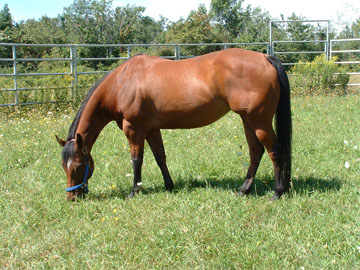 Serena grazing